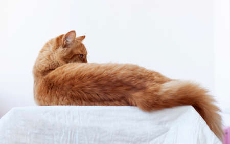 The red cat is lying on a white surface with its back to the camera and has turned its head in profileの写真素材