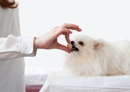 The hand gives a large pill to a white Pomeranian dog, which has opened its mouth. The concept of vitamins for animals, animal treatment.の写真素材