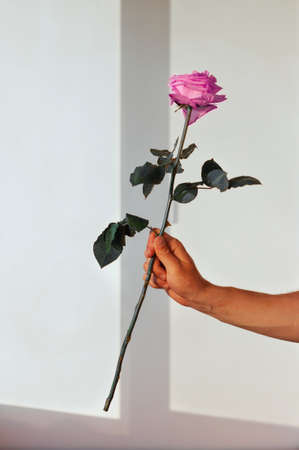 A mans hand holds a rose flower. Hard light, shadows, give flowersの写真素材