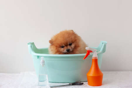 Small orange Pomeranian dog is sitting in basin, there are fur care products nearby. The concept of grooming, bathing animalsの写真素材