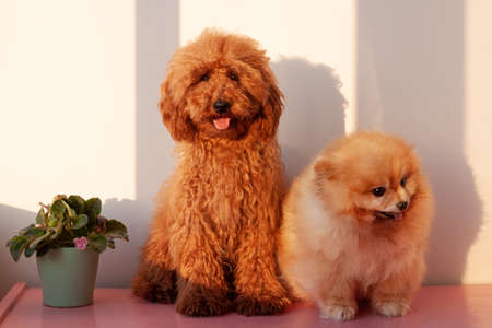Two small dogs, a miniature poodle of red brown color and a Pomeranian of orange color, sit on a...
