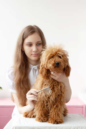 A girl with blue eyes and brown hair holds the head of a miniature shaggy red poodle with one hand, and combs the dog with the other.の写真素材