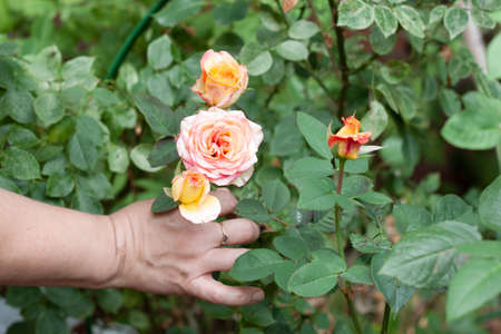 The hand plucks beautiful orange roses of a rare color. The concept of collecting a bouquet, growing...