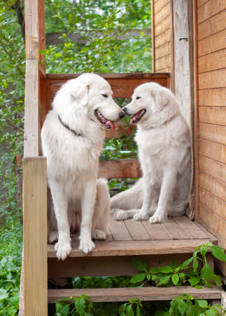 Two large white Italian Shepherd dogs are sitting on the steps of a wooden house. The concept of...