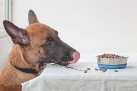 There is a bowl of dog food on the table next to the Belgian Shepherd Malinois looks at the bowl and licks his lips.の写真素材