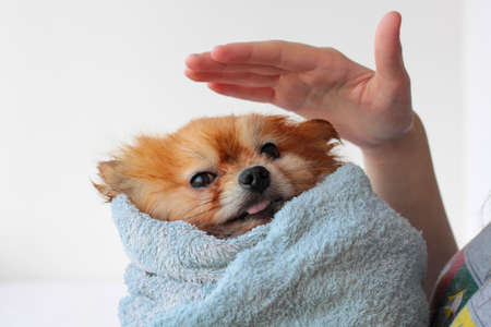 A wet little pomeranian dog is wrapped in a towel, a hand is stroking the dog over his head. Grooming of dogs.の写真素材