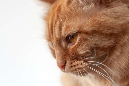 The muzzle of a red cat close-up on a white backgroundの写真素材