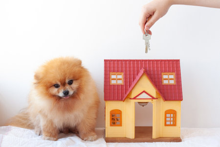 On a white background, a small house is sitting next to a red-haired little dog, a Pomeranian Pomeranian, holding out the keys to the houseの写真素材