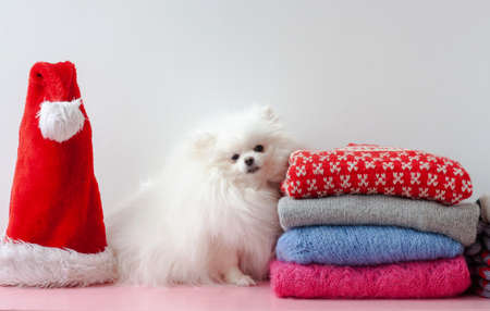 On the shelf next to a stack of Christmas and New Year sweaters sits a white pomeranian dog and there is a Santa Claus hatの写真素材