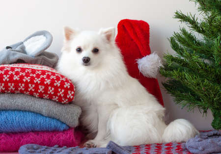 A small white Pomeranian dog is sitting next to a stack of Christmas sweatersの写真素材