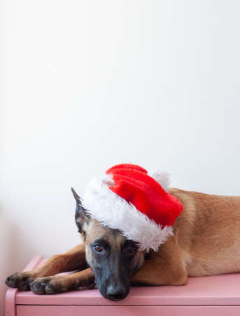 The Belgian Shepherd Malinois is lying on his head with a Santa Claus hatの写真素材