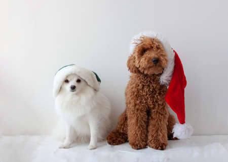 Small dogs white pomeranian and miniature poodle red brown in Santa Claus and elf hatsの写真素材