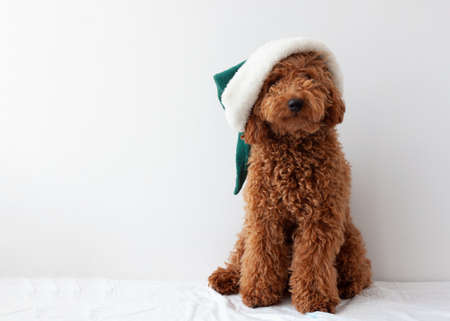 Little dog miniature poodle red brown in an elf hatの写真素材