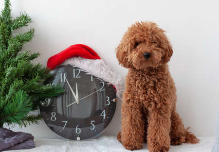 Little dog miniature poodle red brown next to the clock in Santa Claus hatの写真素材
