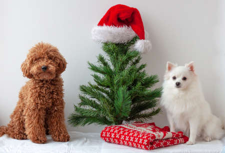 A miniature poodle and a white pomeranian sit near an artificial Christmas treeの写真素材