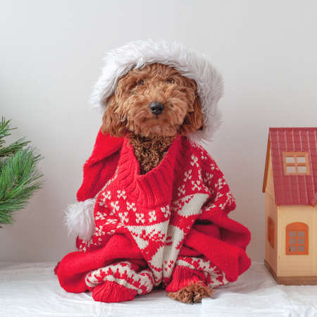 A miniature poodle is sitting in a Christmas sweater next to a Christmas tree and a toy houseの写真素材