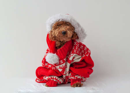 Miniature poodle sitting in a Christmas sweater on a white backgroundの写真素材
