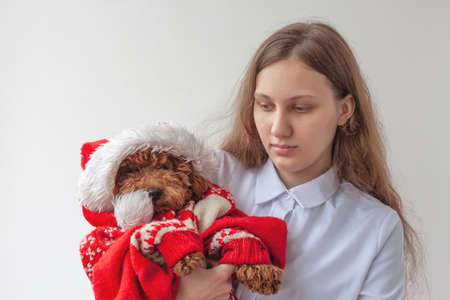 A girl is holding a miniature poodle in a Santa Claus hat and a Christmas sweater.の写真素材