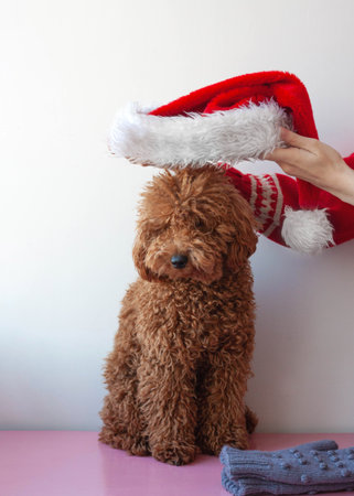 Hands in a Christmas sweater put Santas hat on a miniature poodle