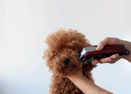 The hand holds the clipper at the nose of the poodle. The concept of grooming a poodleの写真素材