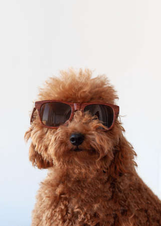 Miniature poodle red brown in sunglasses muzzle close-up