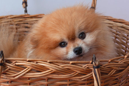 A small orange-colored pomeranian dog is sitting in a large basket. Muzzle close-upの写真素材