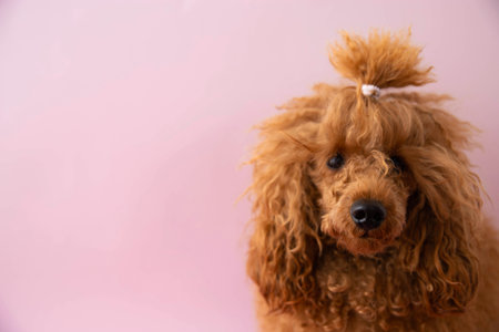 Muzzle of a red miniature poodle close-up on a pink background selective focusの写真素材