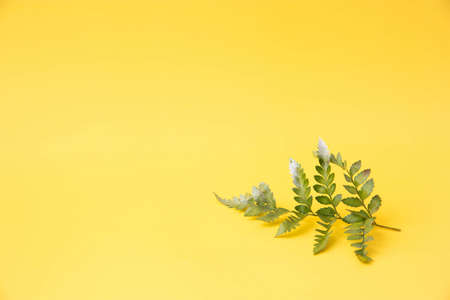 A small fern leaf lies in the corner on a yellow backgroundの写真素材