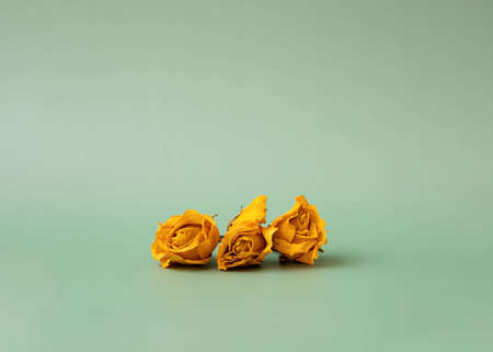 Three yellow little roses on a green background background place for textの写真素材