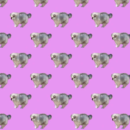 Pattern small Pomeranian puppy side view on a bright pink background.の写真素材