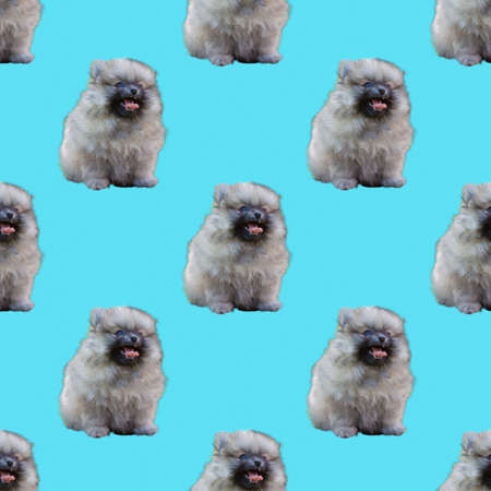 Pattern a small Pomeranian puppy sits on a bright blue background.の写真素材