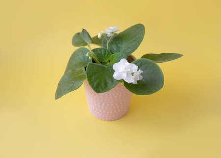 Houseplant white violet in a pink pot on a yellow background.の写真素材