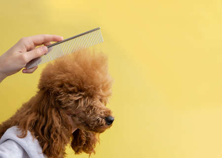 The head of a red miniature poodle and a hand with a comb on a yellow background.の写真素材
