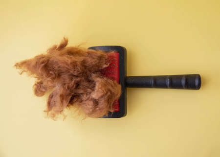 Comb for dogs with red poodle hair on a yellow background top view.の写真素材