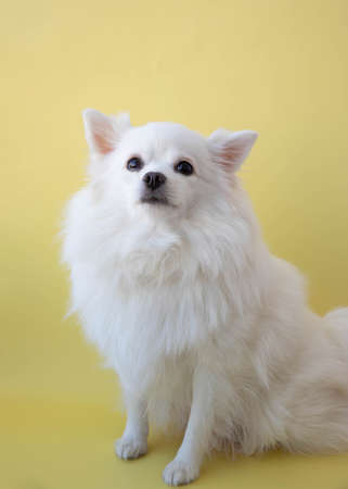 A small white pomeranian dog sits on a yellow background pet.の写真素材