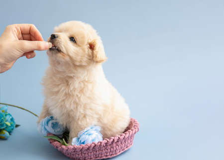 A hand gives a pill to a small poodle puppy.