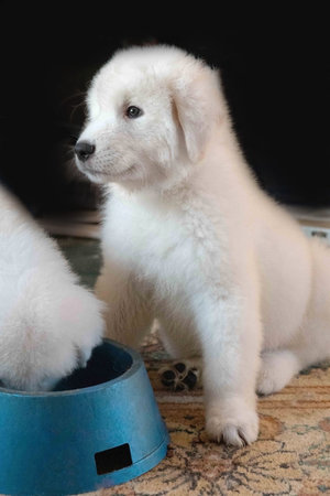White Samoyed puppy with blue bowl on a black background.