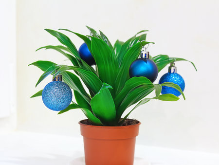 Alternative Christmas tree idea eco concept. House plant dracaena decorated New Year balls.の写真素材