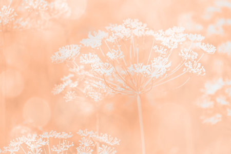 Peach Fuzz color background. Natural summer spring floral beige background blurred out of focus.の写真素材
