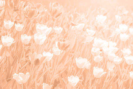 Peach Fuzz color background. Natural summer spring floral tulip flowers field white beige background blurred out of focus.の写真素材