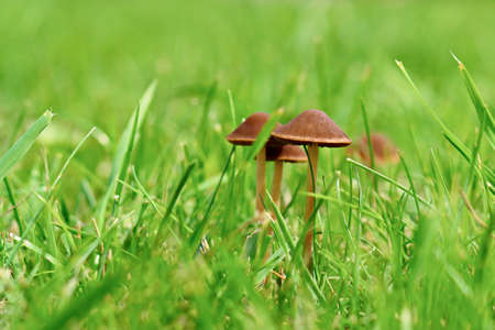 mushroom in the grassの写真素材