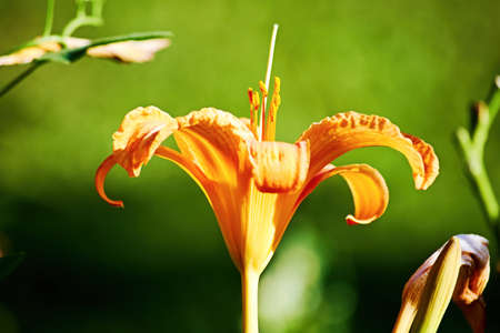 Gentle orange lily in the garden in the yard. Floral background textures.の写真素材