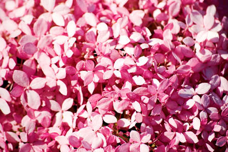Pink hydrangea petals background texture pattern. Flower and floral backdrops with copy space for...