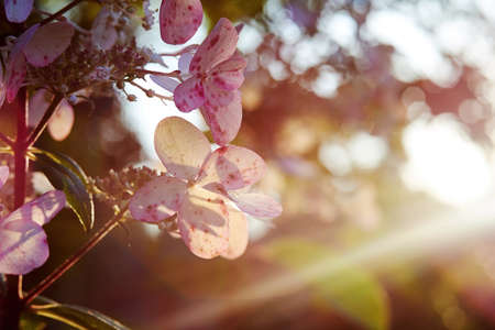 Tender Hydrangea flowers bush in the sunset lights. Elegant pink flowers in the garden. Beauty in...