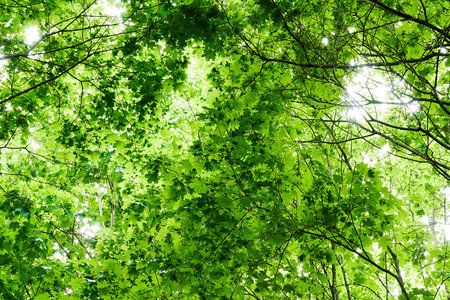Bottom view of lush green tree crowns with translucent sunbeams. Bright forest and trees backgroundsの写真素材