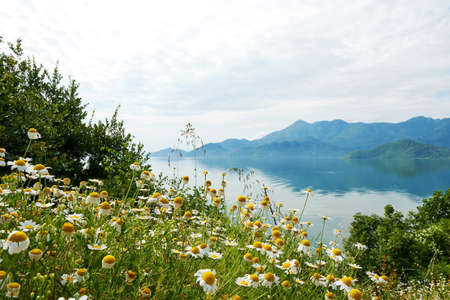 The tranquil landscape with mountains and Skadar lake and chamomile foreground. Morning fog over the water surface. Montenegro nature backgroundsの写真素材