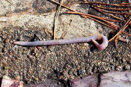 Long earthworm crawling in the muddy ground in the garden after the rain. Animals in the wild