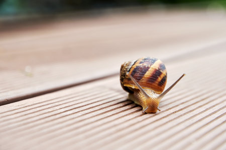 Brown snail crawling over the road. Small life and animalsの写真素材