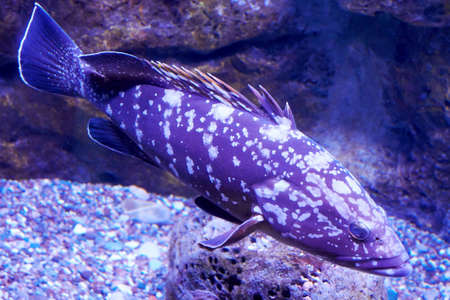 Dusky grouper fish in the deep purple ocean water with corals around. Animals in the wild