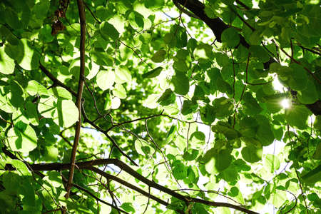View from bottom to the green tree crowns with translucent sunbeams. Bright forest and trees...